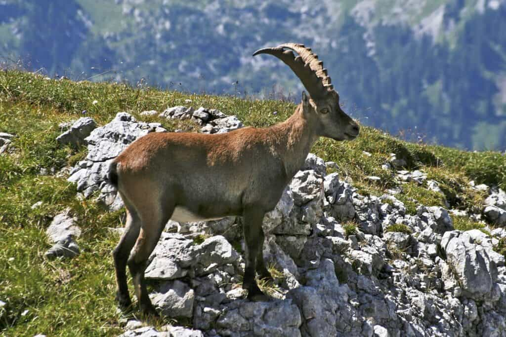 Campingplatz Berchtesgaden