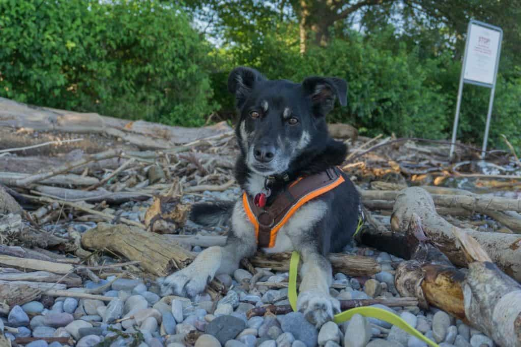 Zelten mit Hund: Fluch und Segen am Bodensee