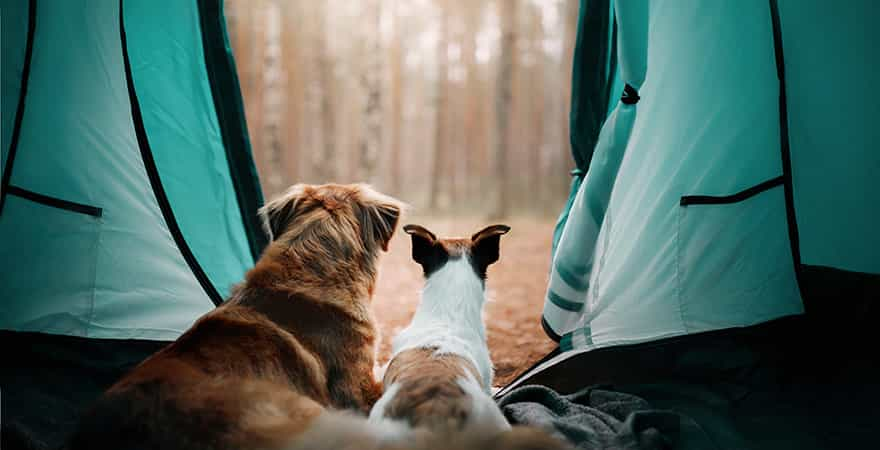 Camping mit Hund – ein tierisches Abenteuer