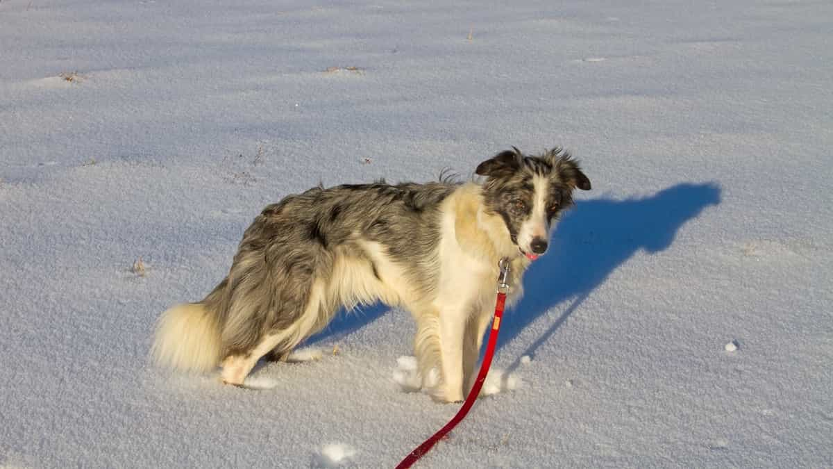 Wintercamping mit Hund: Ab in den Schnee!