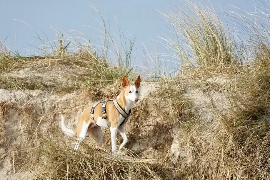 Hundestrand Hooksiel an der Nordsee