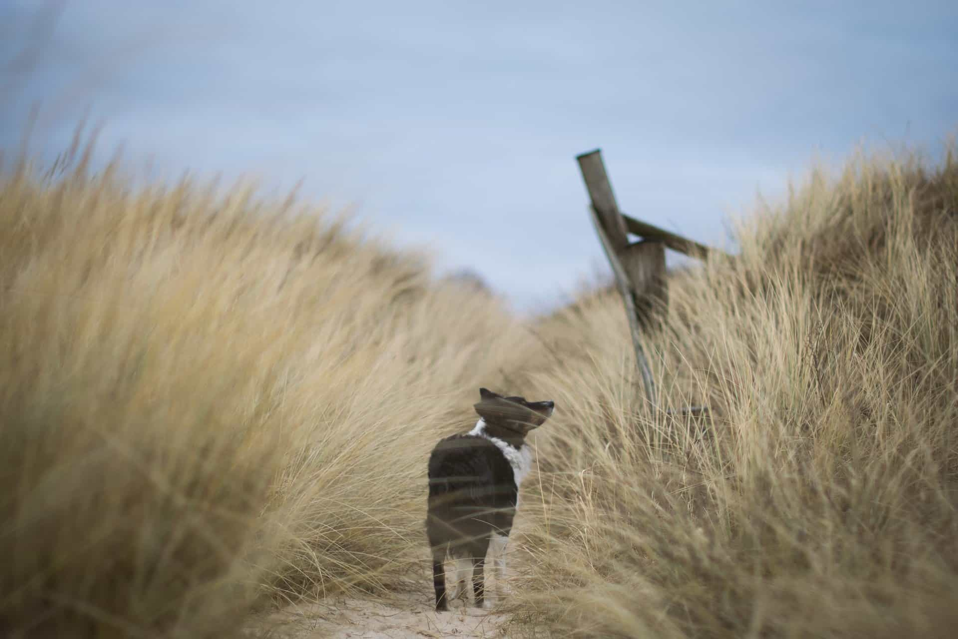 Wintercamping Ostsee mit Hund: Die schönsten Campingplätze und Geheimtipps