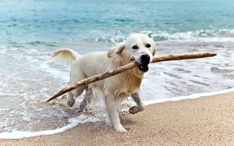 Urlaub in Polen mit Hund (an der polnische Ostsee)