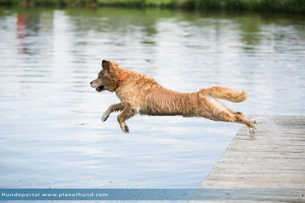 Urlaub mit Hund am See in Kärnten