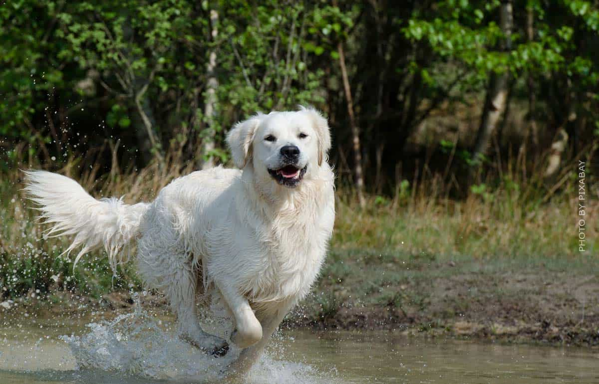 Camping Mecklenburgische Seenplatte: Baden & Natururlaub mit Hund und Kind