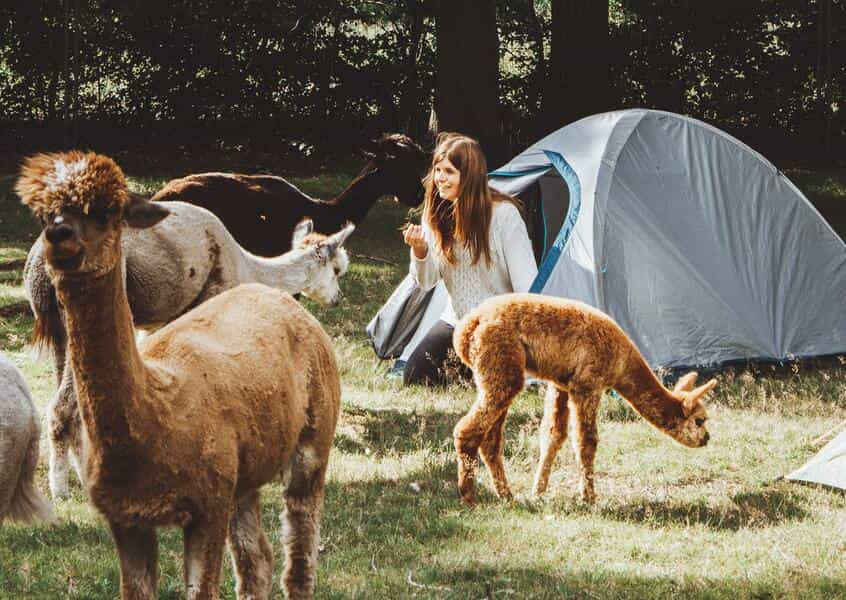 Entspannung pur für die ganze Familie beim Alpaka Camping