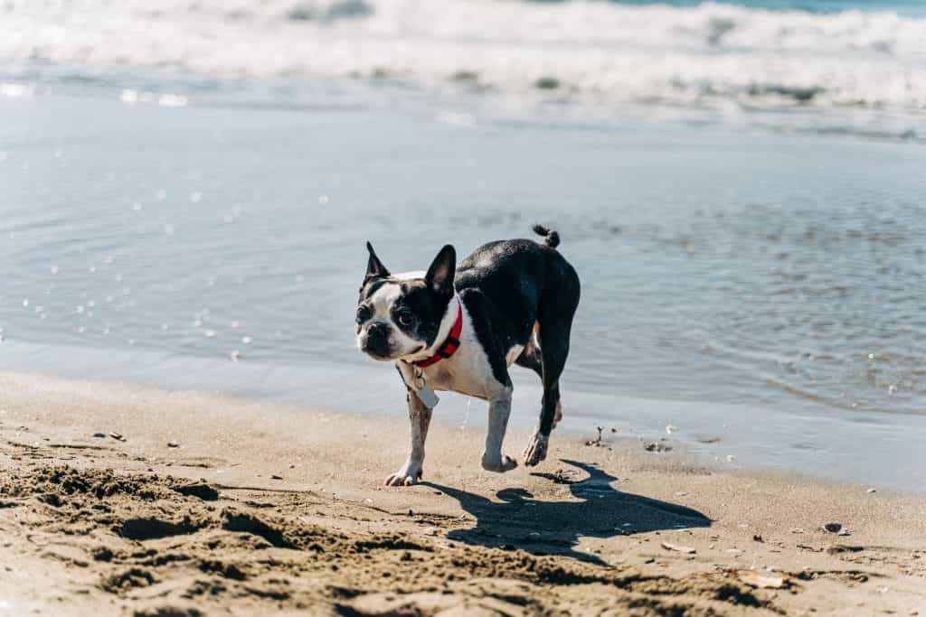 Camping Gardasee mit Hund – 3 tolle Campingplätze am Gardasee