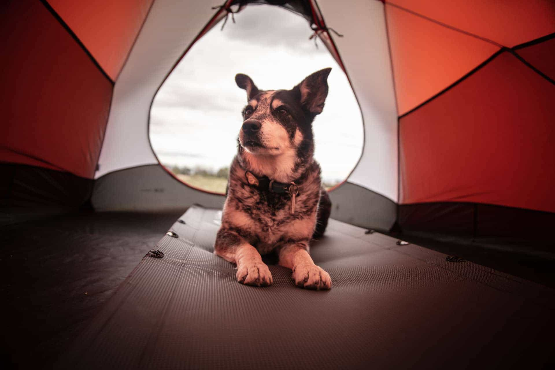 Wie können Sie mit Ihren pelzigen Freunden reisen? Tipps für Camping mit Hund/Katze