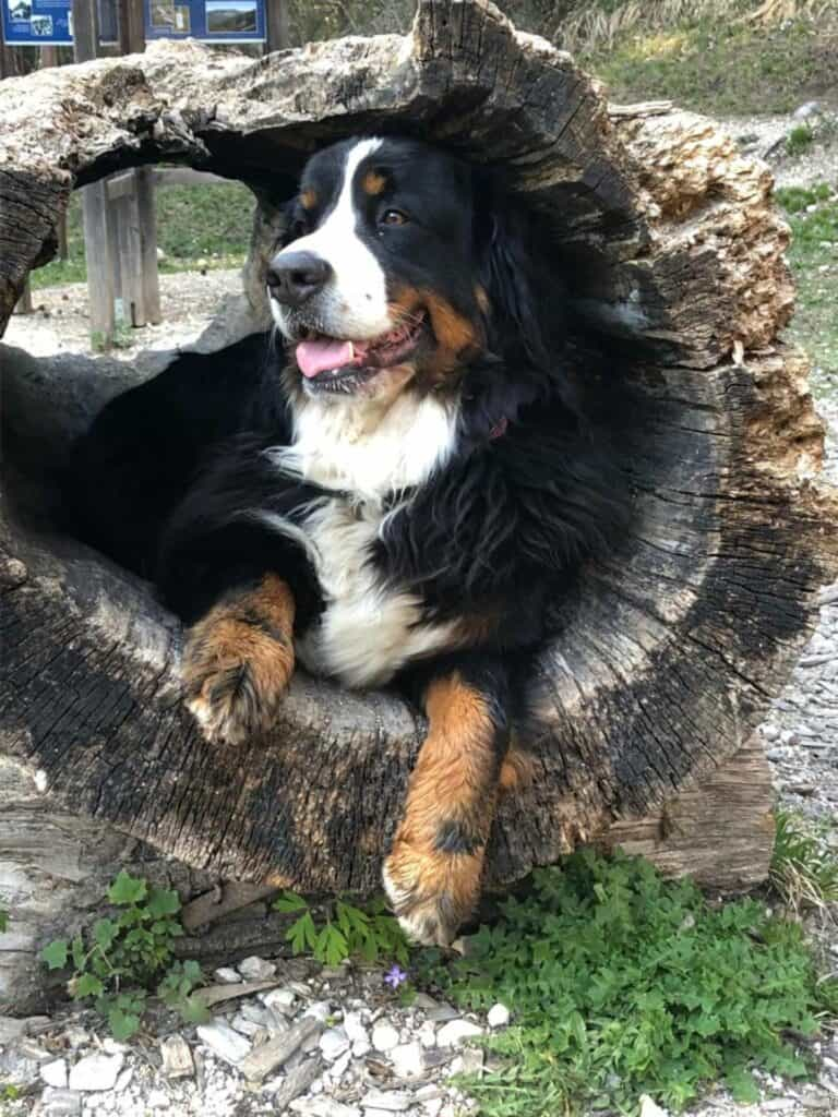 Camping mit Hund: Naturgenuss & Glücksgefühle für vier Pfoten.