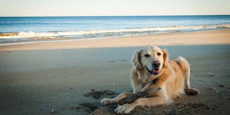 Hundefreundliche Strände in Alicante