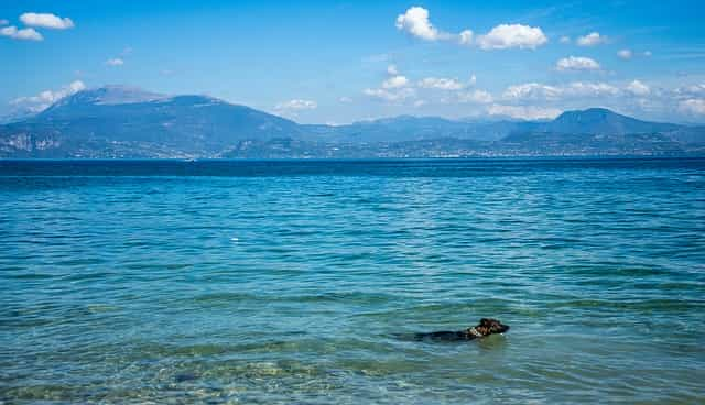 9 Campingplätze am Gardasee mit Hundestrand