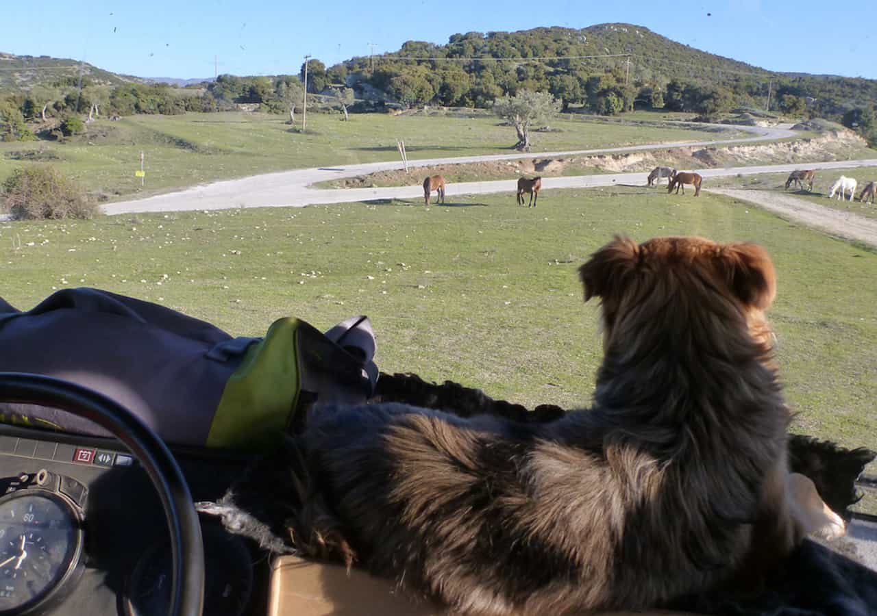 Hund im Wohnmobil und Wohnwagen transportieren