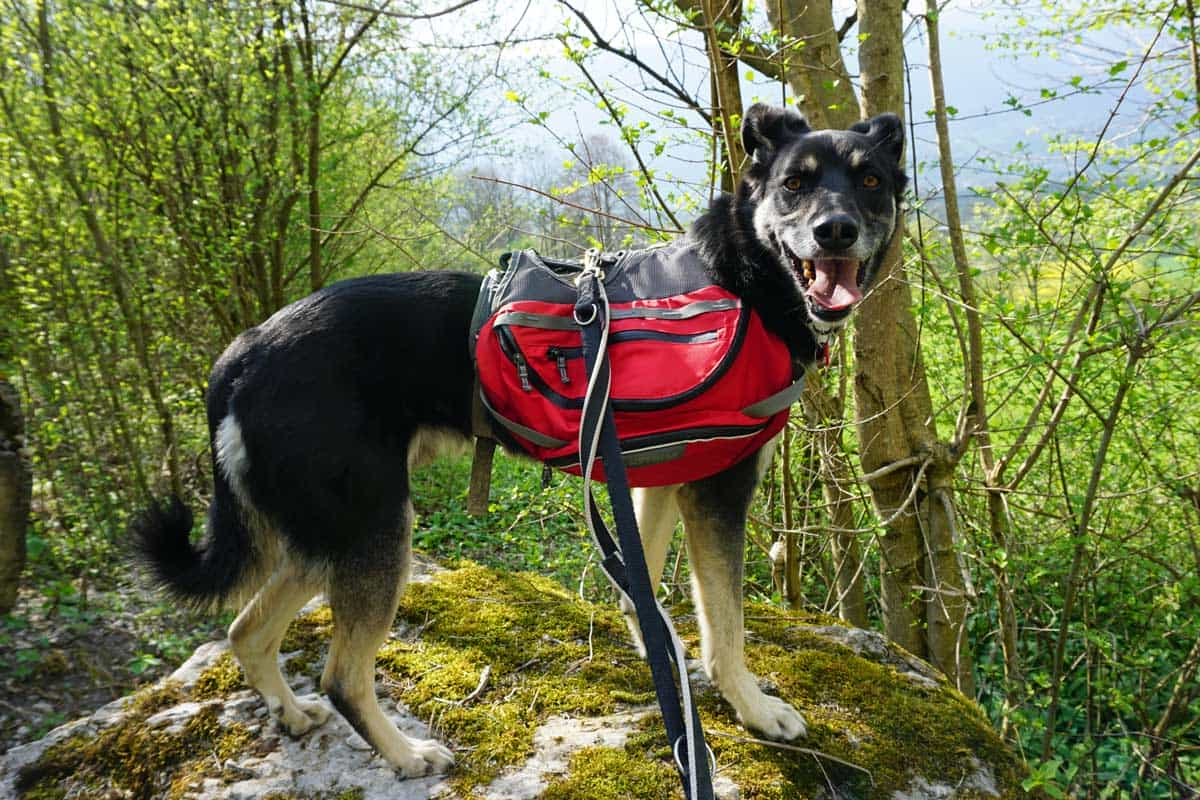 Liechtenstein mit Hund