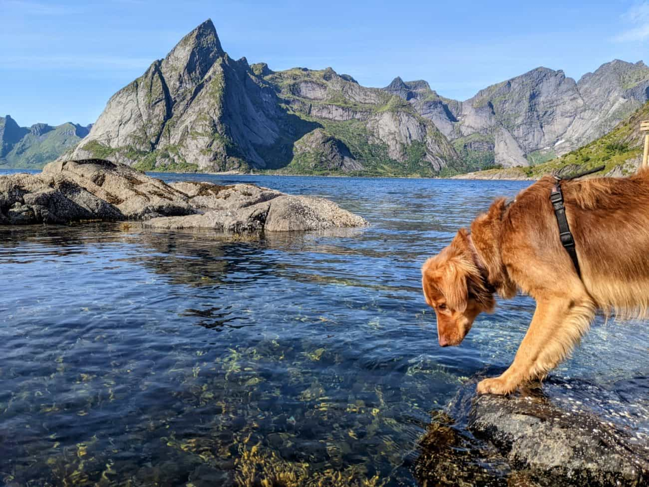 Norwegen mit Hund I Alles zu Einreise, Fähren, Camping