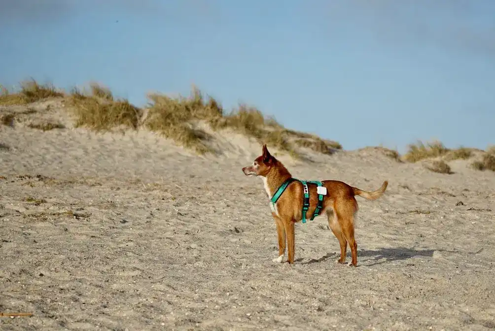 Hundestrand Schillig an der Nordsee