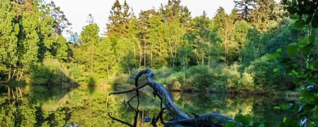 Naturschutzgebiet Wiesbüttsee