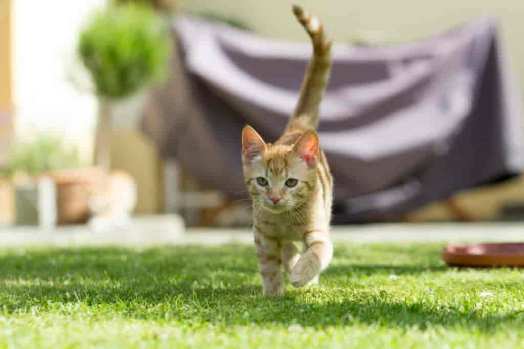 Flauschige Energiebündel – 12 Wochen alte Katzen