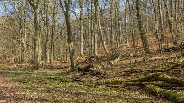 Wälder in Deutschland