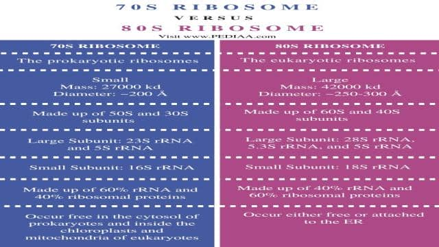 What is the Difference Between 70S and 80S Ribosomes