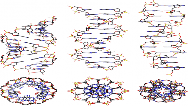 Different Forms of DNA (A-DNA, B-DNA and Z-DNA) A Comparison Table with PPT