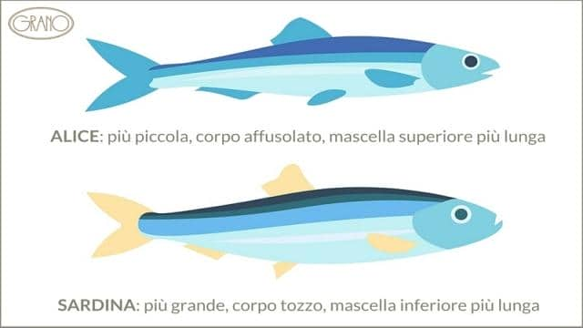 Alici e acciughe: che differenza c’è?