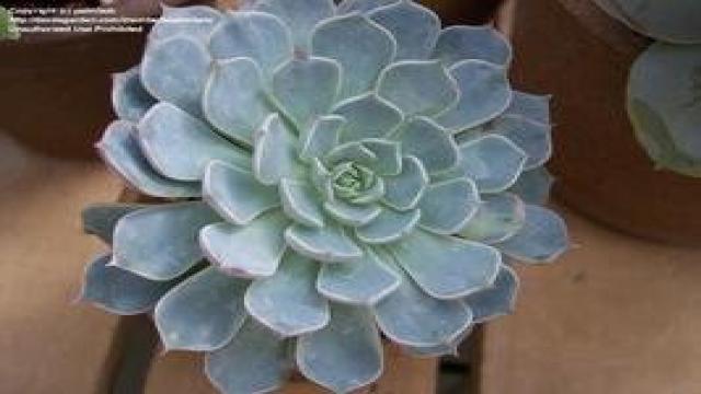 Introduction to Aeoniums