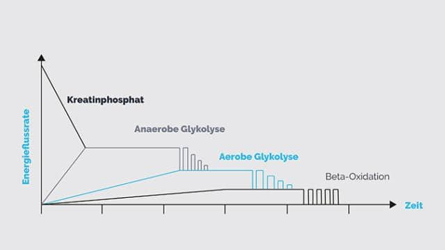 Energiebereitstellung im Sport: anaerobes vs. aerobes Training