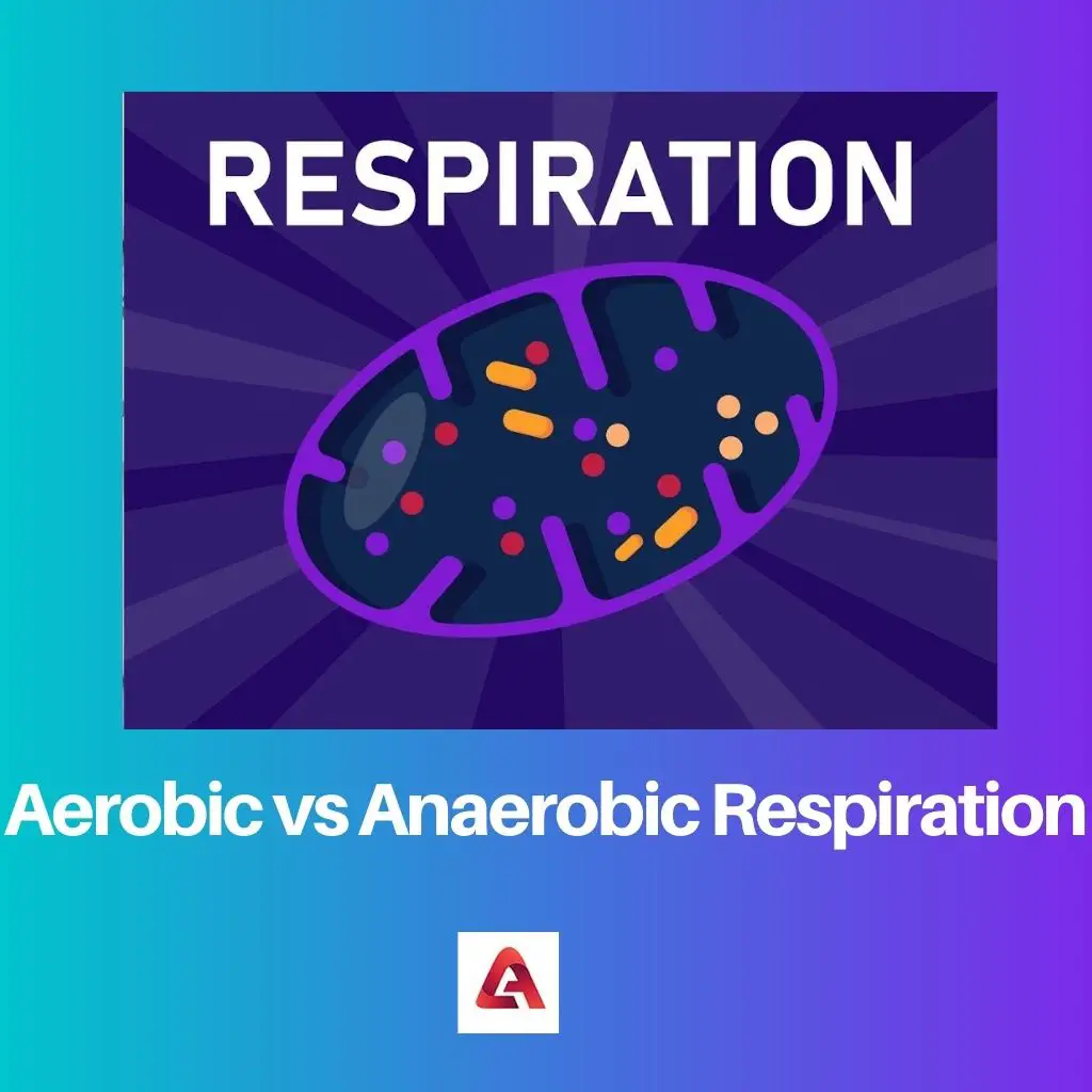 Aerobe vs. anaerobe Atmung: Unterschied und Vergleich