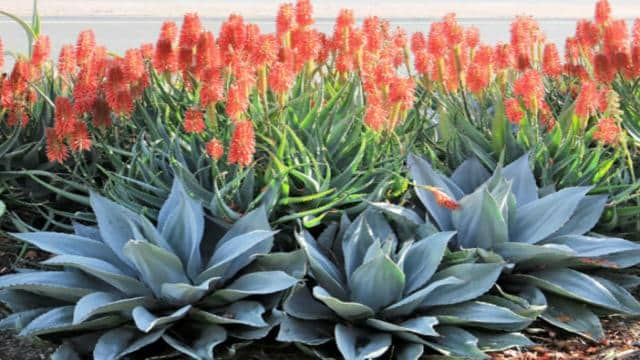 What is the Difference Between Aloe and Agave?