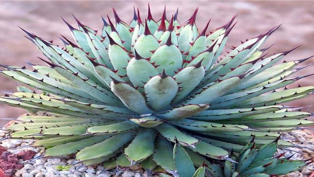 What's the Difference Between Agave and Aloe?