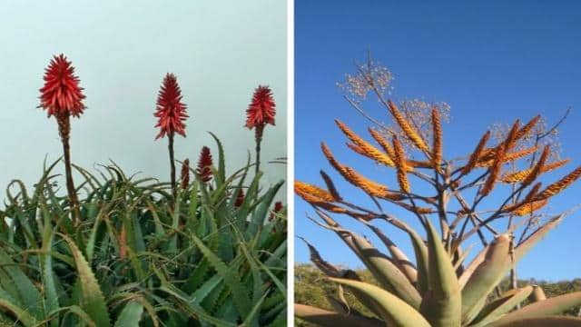 Agave Vs Aloe Vera: Differences And Similarities