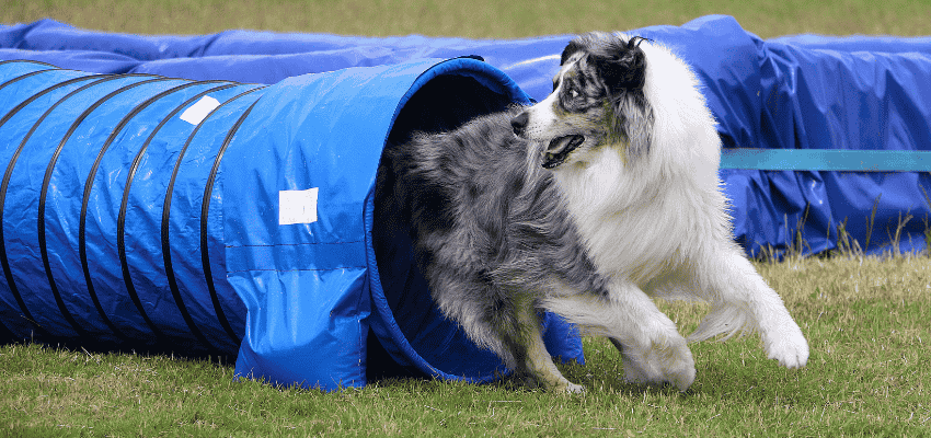 Agility Training mit deinem Hund – Spaß für dich und deinen Vierbeiner