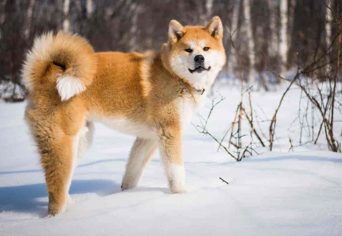 Akita Inu