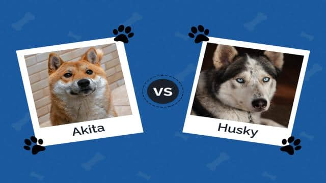 Akita vs. Husky: What’s the Difference?