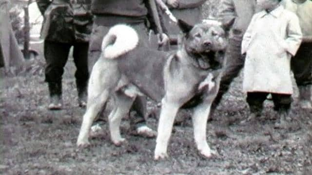 American Akita vs Japanese Akita Inu