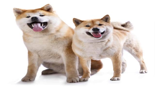 Was ist der Unterschied zwischen einem Shiba Inu und einem Akita Inu?