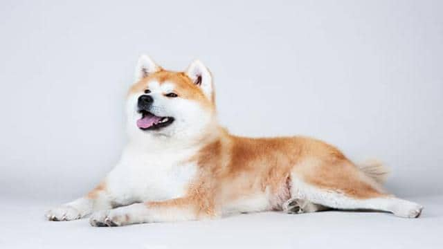 Shiba Inu Vs. Akita Inu – What’s The Difference?