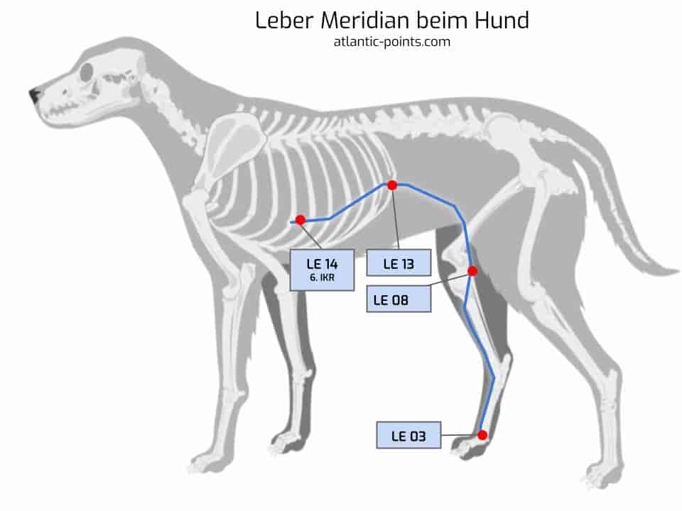 Meridiantafel für Akupressur und Akupunktur beim Hund