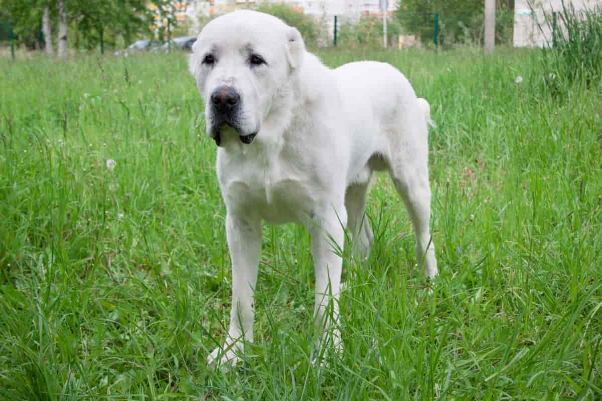 Central Asian Shepherd Dog