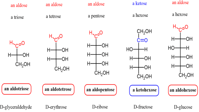 Four Carbon Aldehydes – Aldotetroses