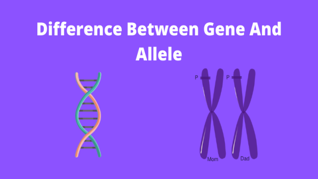 Difference Between Gene and Allele