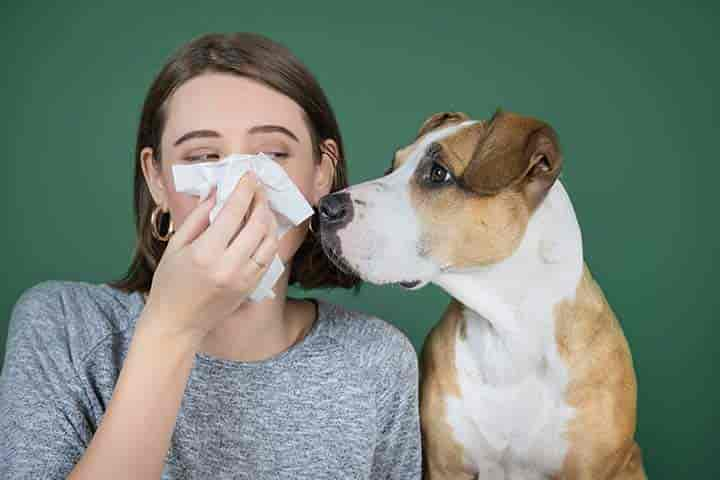 Die 12 besten Hunderassen für Hundehaar-Allergiker