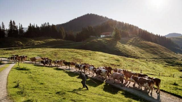 Tirol Lexikon: Was genau ist eine Alm?