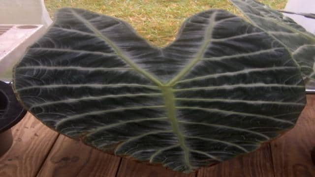 Alocasia watsoniana - A Giant Jewel!