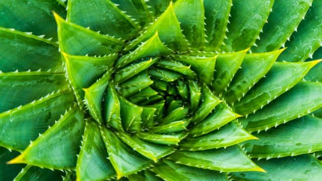 Aloe-Arten: Die schönsten Arten im Überblick