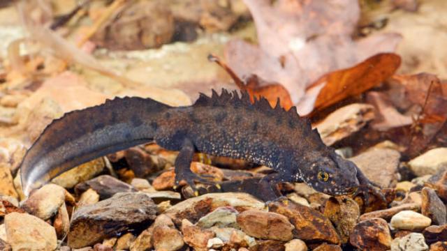 Wildtiere in der Schweiz. Wissenswertes über unsere wilden Tiere.