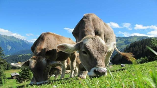 Alpenmilch: Stammt sie wirklich aus den Alpen?