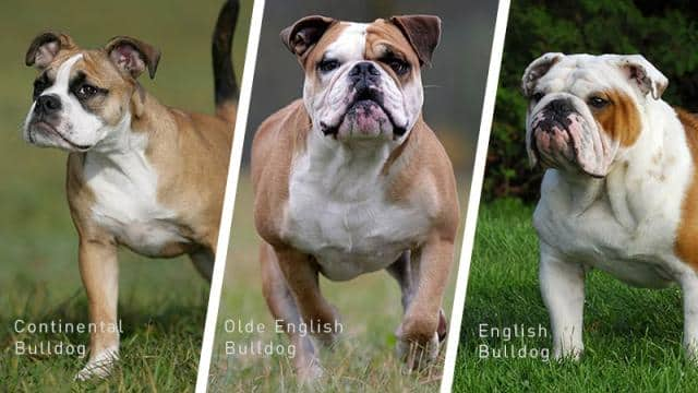 Was sind Alternative English Bulldogs?