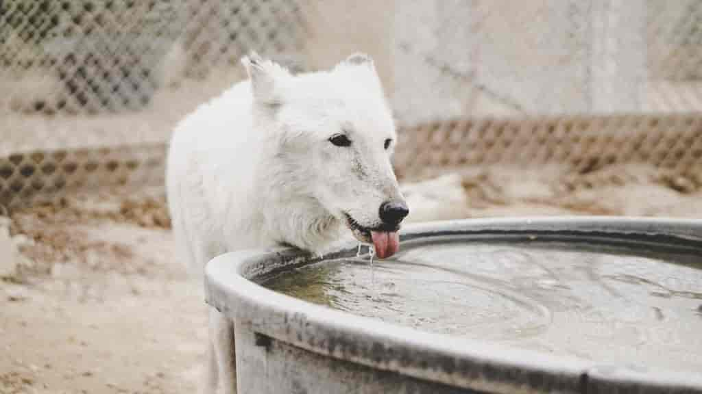 Alter Hund trinkt plötzlich sehr viel: 4 Ursachen & Tipps