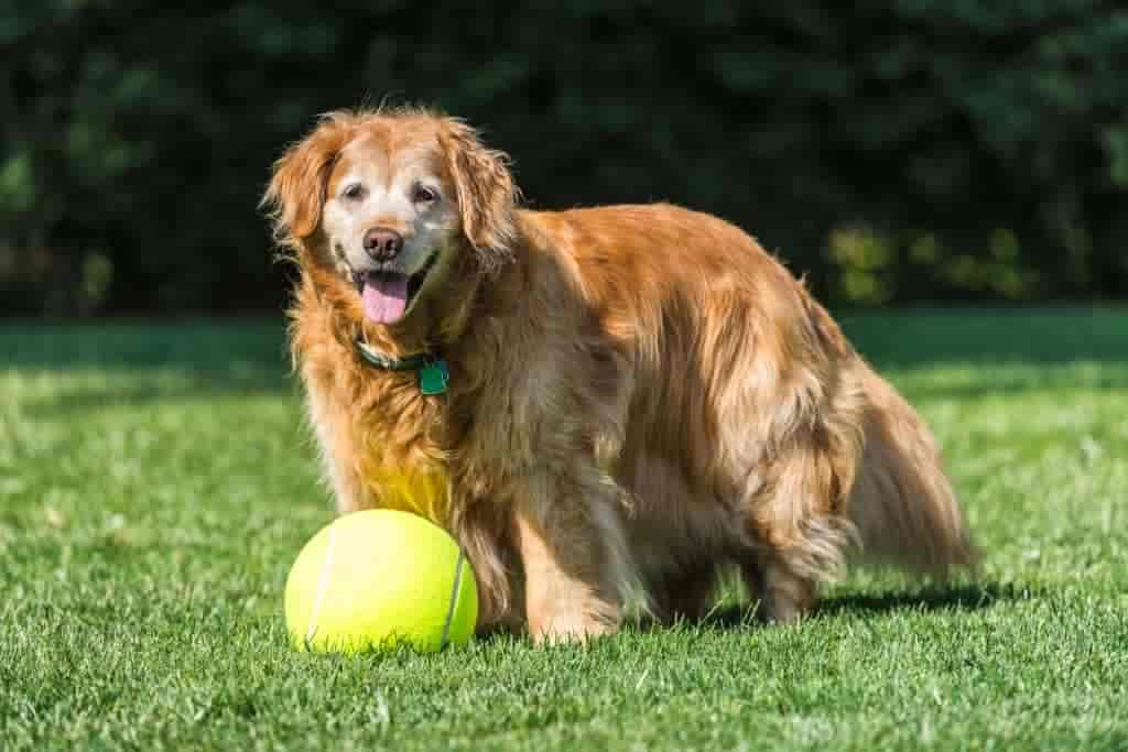 Alter Hund: Wie lange spazieren? (Antwort & Alternativen)